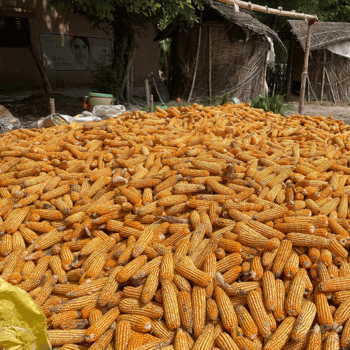 Untitled design - 2025-11-10T131708.258