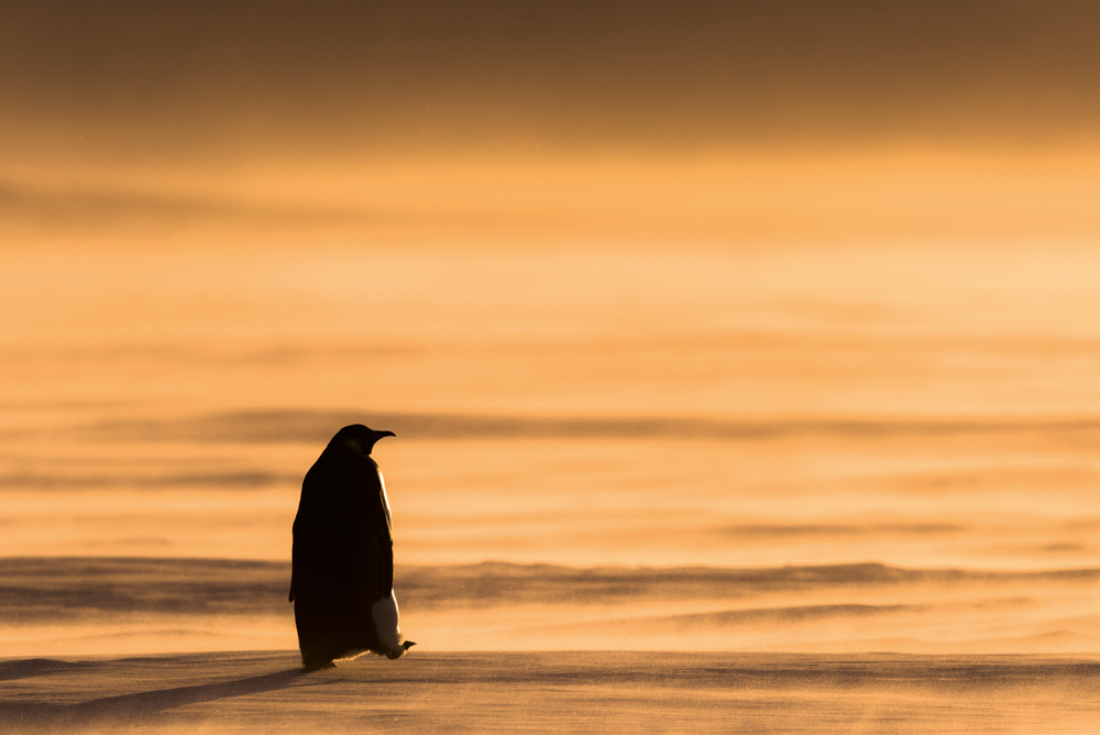 Why the Penguin Turned Toward the Mountain: Between Instinct and Meaning